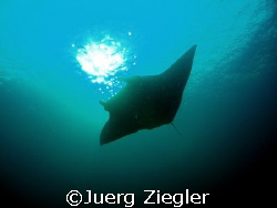 Manta in the sun - what a beautiful moment to enjoy !

... by Juerg Ziegler 